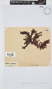 Carpoblepharis flaccida image