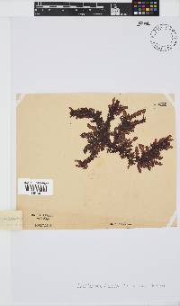 Carpoblepharis flaccida image