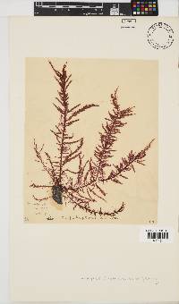 Carpoblepharis flaccida image