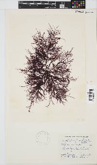 Carpoblepharis flaccida image