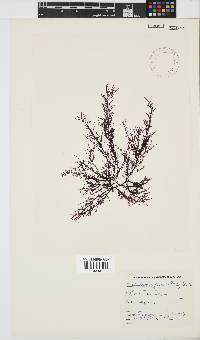 Carpoblepharis flaccida image