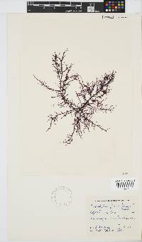 Carpoblepharis flaccida image