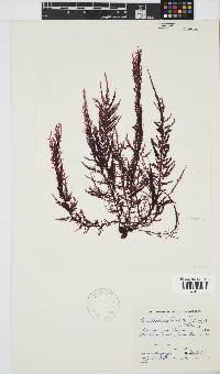 Carpoblepharis flaccida image