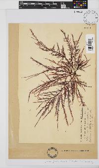 Carpoblepharis flaccida image