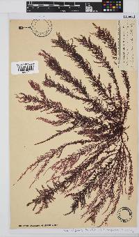 Carpoblepharis flaccida image