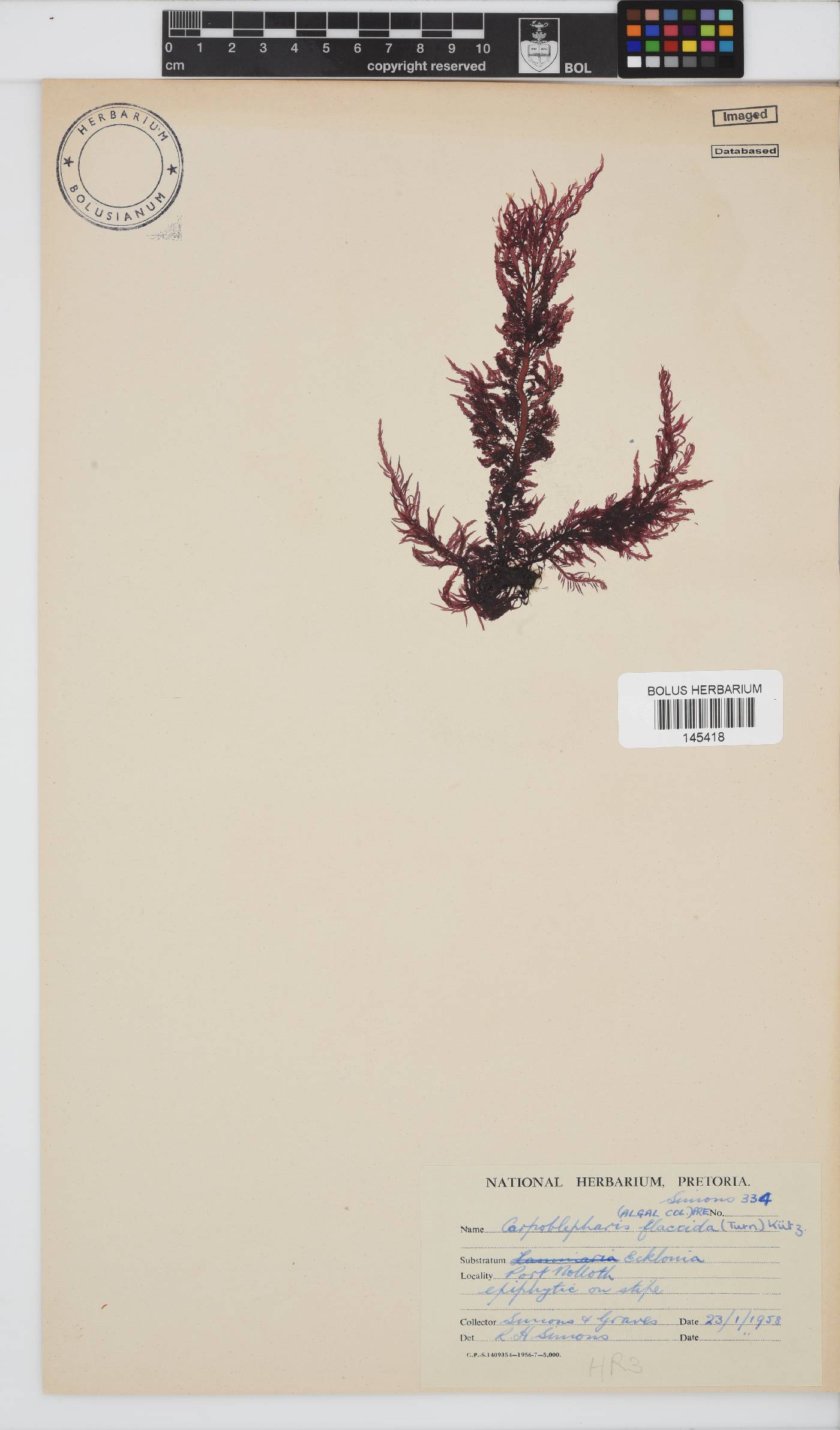 Carpoblepharis flaccida image