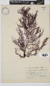 Carpoblepharis flaccida image
