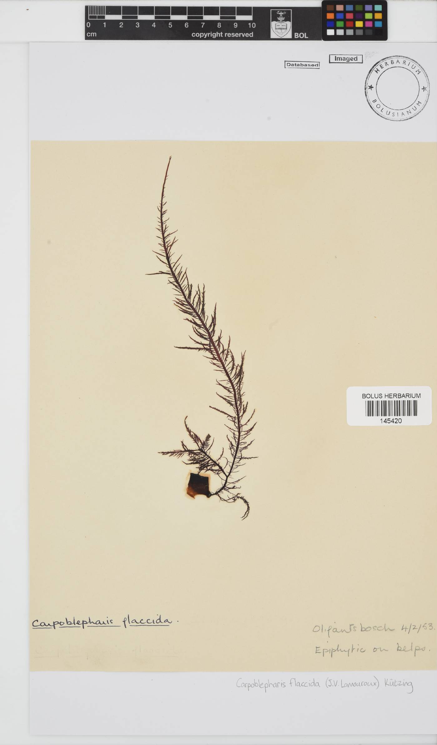 Carpoblepharis flaccida image