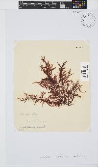 Carpoblepharis flaccida image