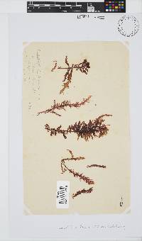 Carpoblepharis flaccida image