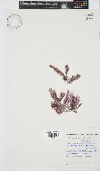 Carpoblepharis flaccida image