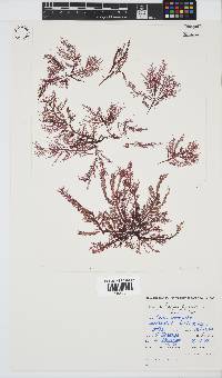 Carpoblepharis flaccida image