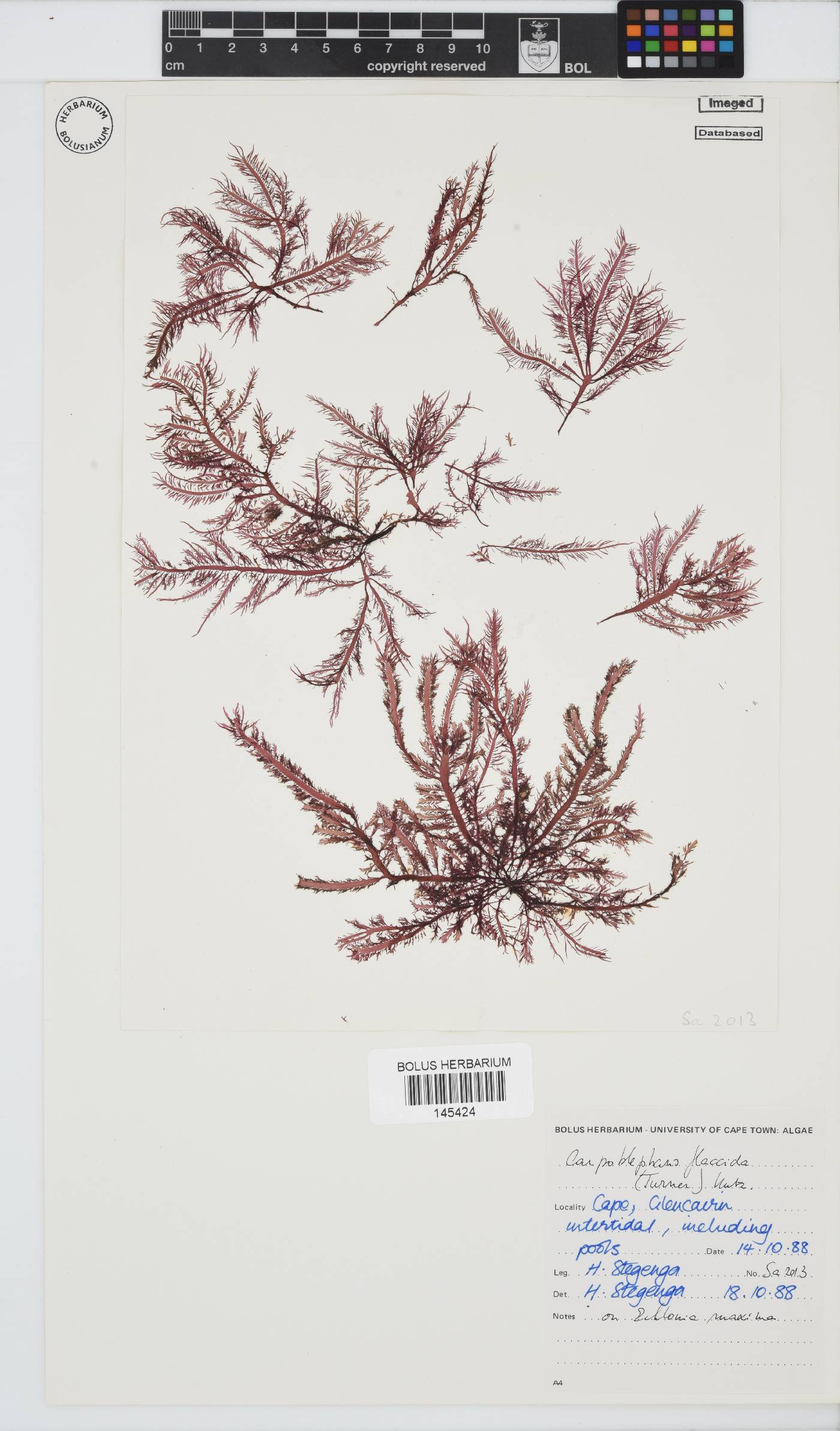 Carpoblepharis flaccida image