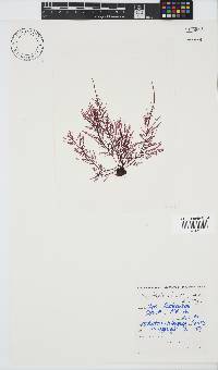 Carpoblepharis flaccida image