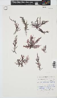 Carpoblepharis flaccida image