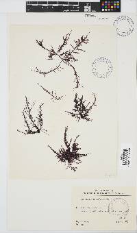 Carpoblepharis flaccida image