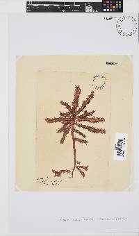 Carpoblepharis flaccida image