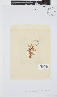Carpoblepharis flaccida image