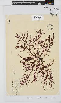 Carpoblepharis flaccida image