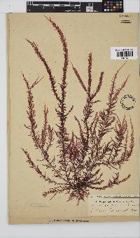 Carpoblepharis flaccida image