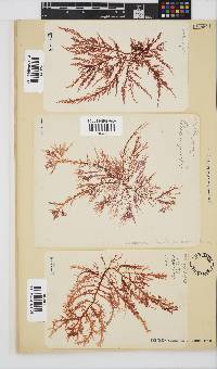 Carpoblepharis flaccida image