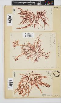 Carpoblepharis flaccida image