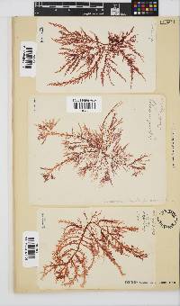 Carpoblepharis flaccida image