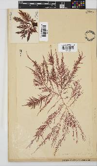 Carpoblepharis flaccida image