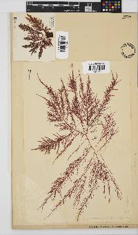 Carpoblepharis flaccida image