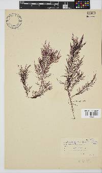 Carpoblepharis flaccida image