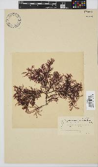 Carpoblepharis flaccida image
