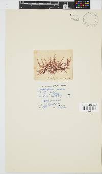Carpoblepharis flaccida image