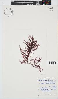 Carpoblepharis flaccida image