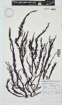 Carpoblepharis flaccida image