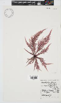 Carpoblepharis flaccida image