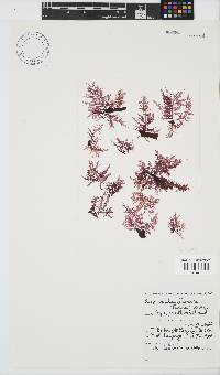 Carpoblepharis flaccida image