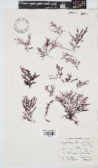 Carpoblepharis flaccida image