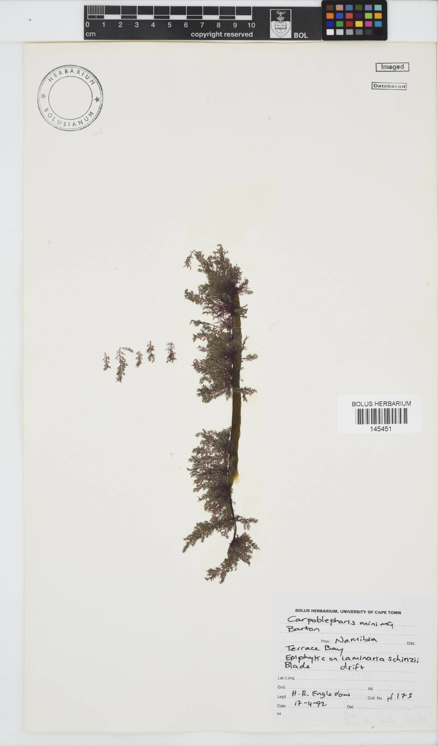 Ceramiaceae image