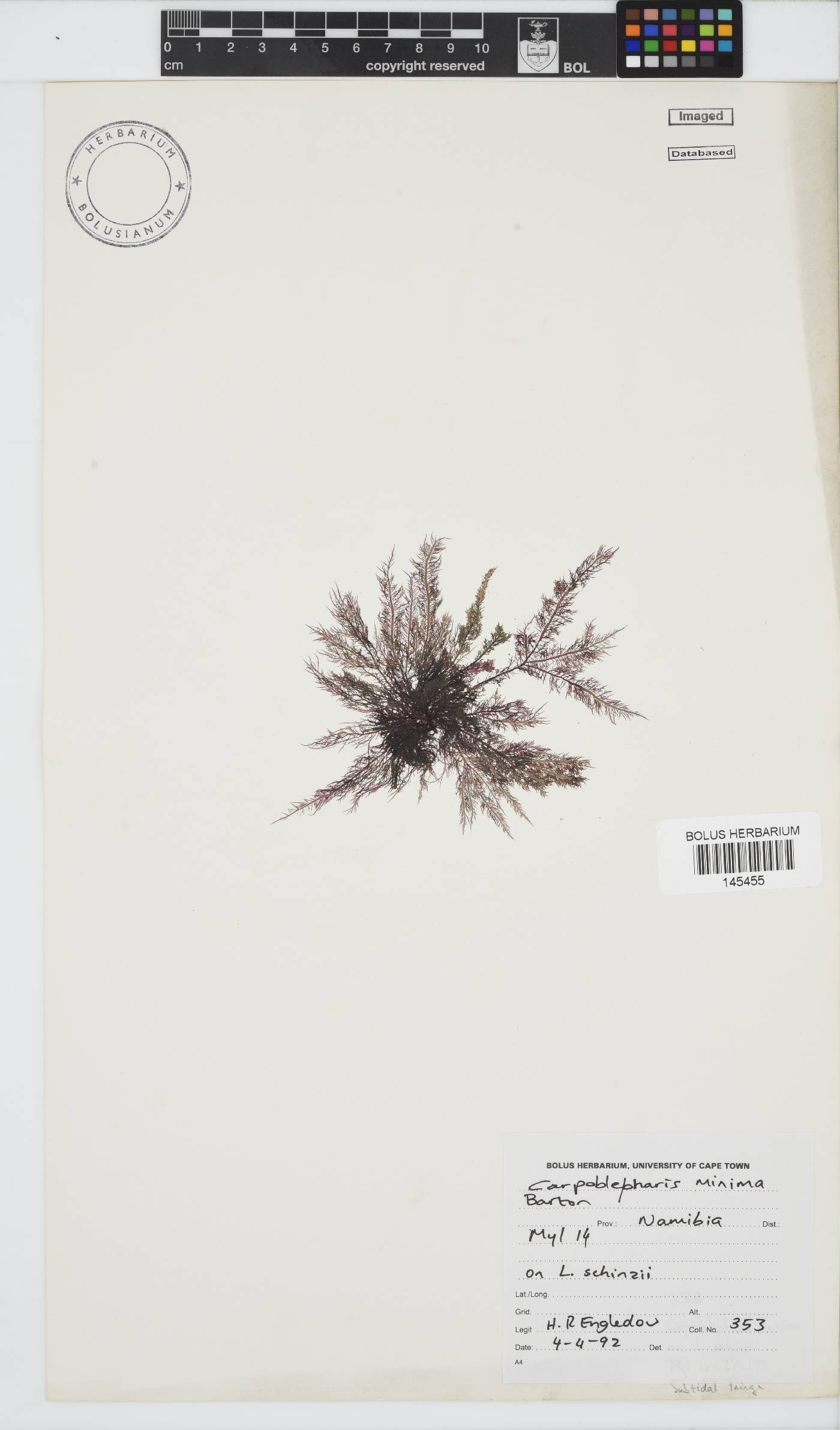 Carpoblepharis minima image
