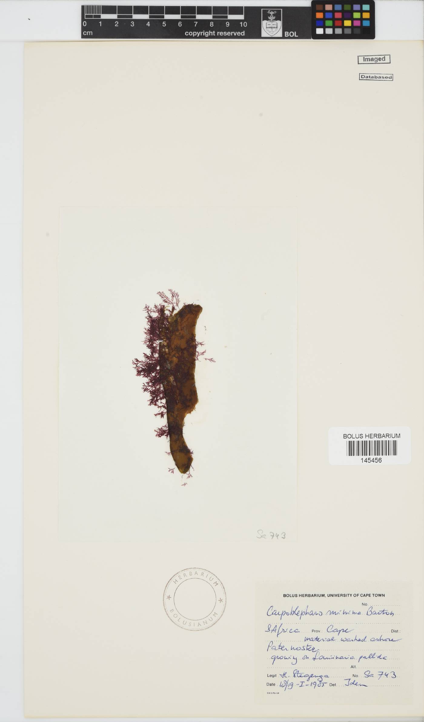 Carpoblepharis minima image