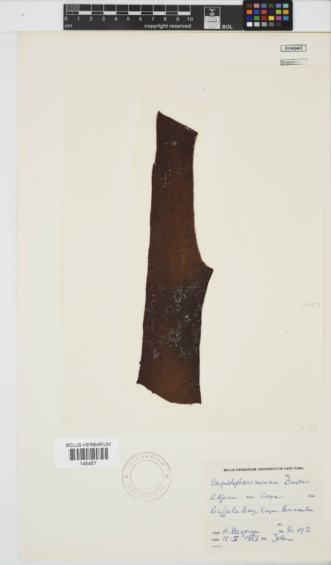 Carpoblepharis minima image