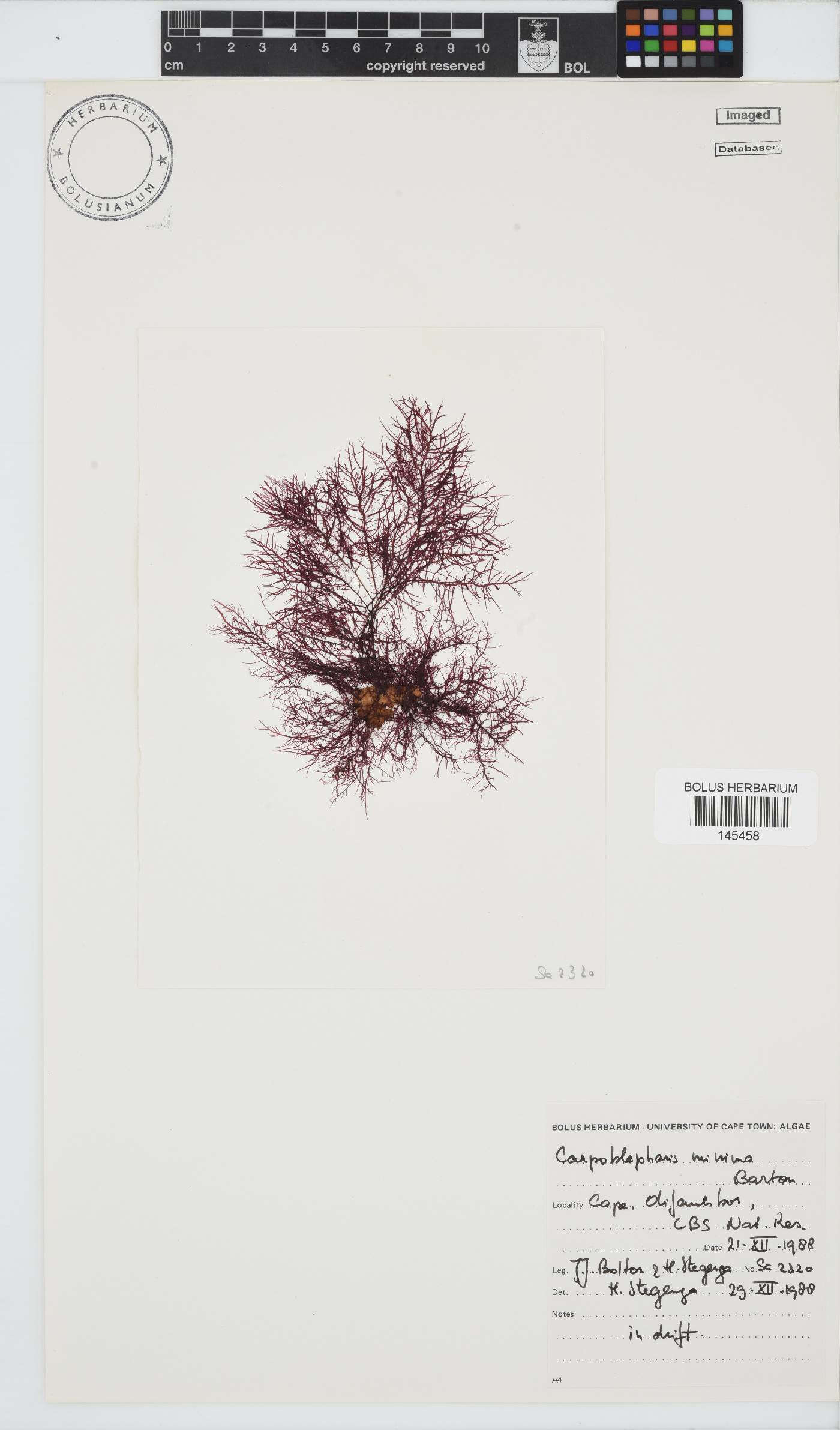 Carpoblepharis minima image