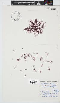 Carpoblepharis minima image