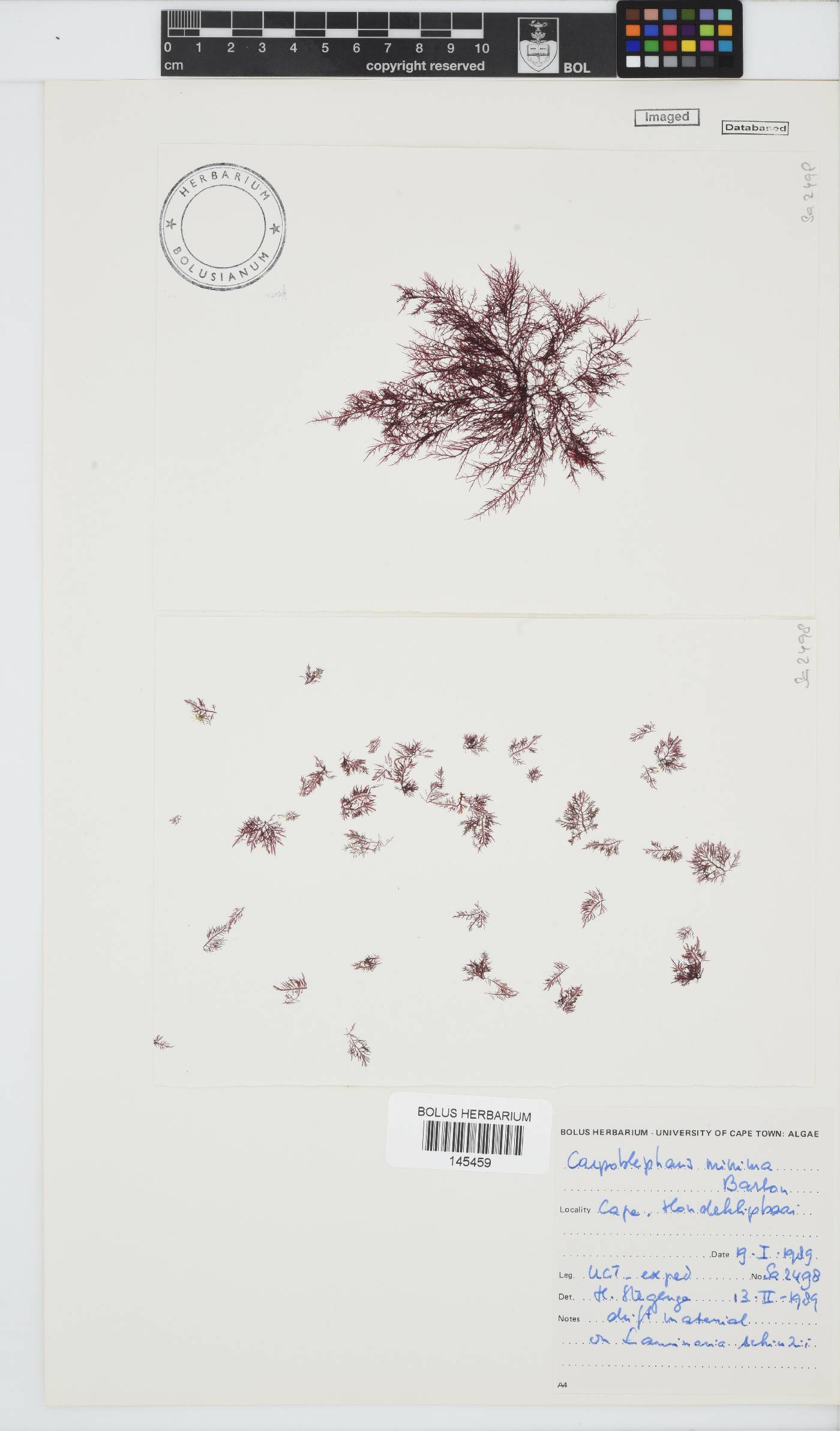 Carpoblepharis minima image