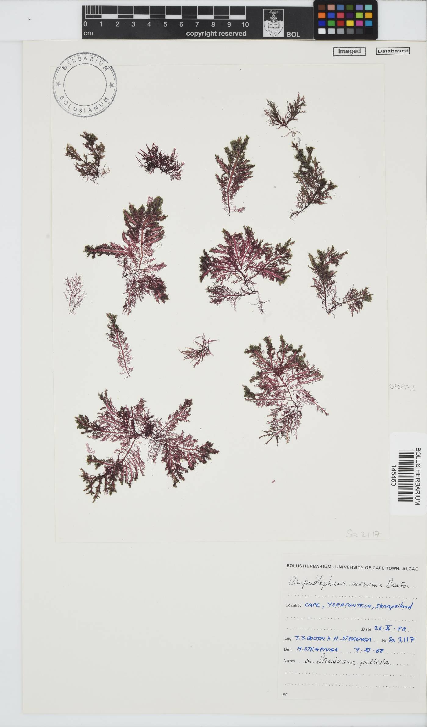 Carpoblepharis minima image