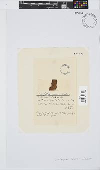 Carpoblepharis minima image