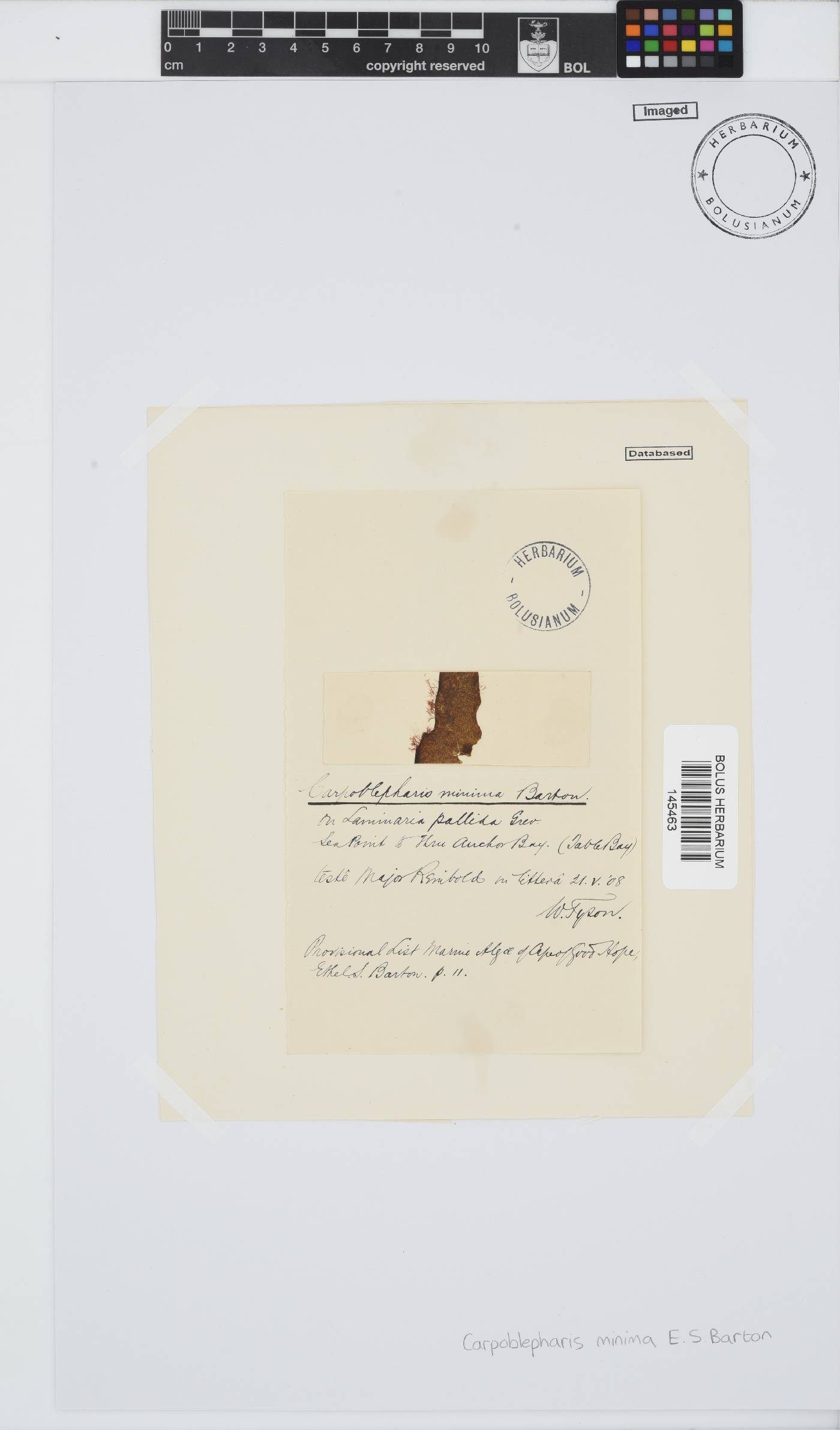Carpoblepharis minima image