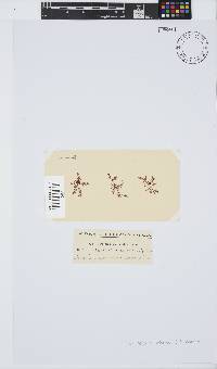 Carpoblepharis minima image
