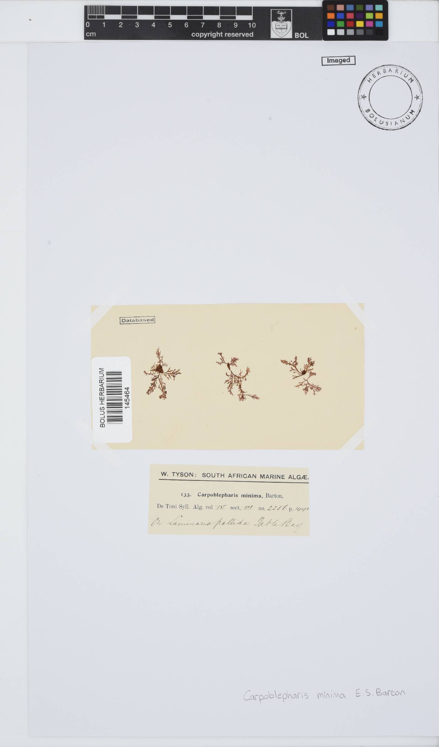 Carpoblepharis minima image