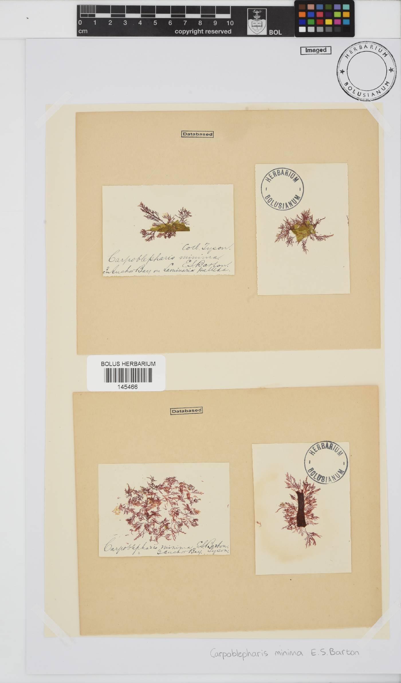 Carpoblepharis minima image